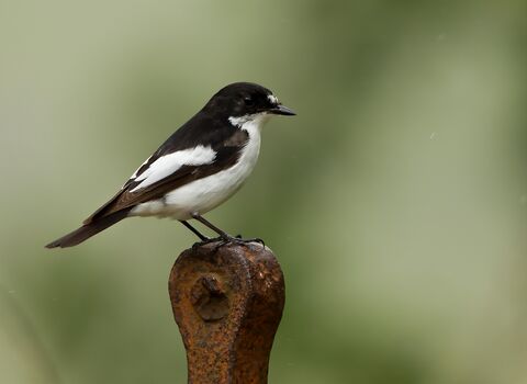 Pied Flycatcher by Tony Coombs