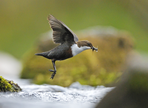 Dipper in flight