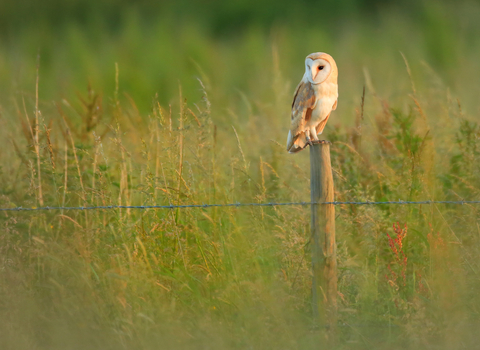 Barn owl