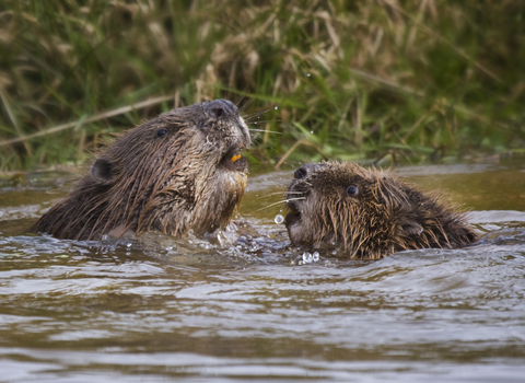Beavers by Chris Robbins