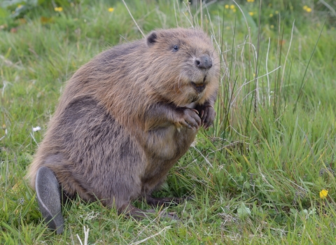 Beaver