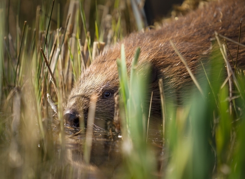 Female beaver