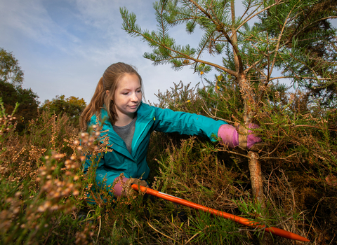a young woman stands in amongst gorse whilst sawing a small tree