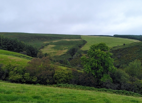 Pentwyn and Cnwch Bank 