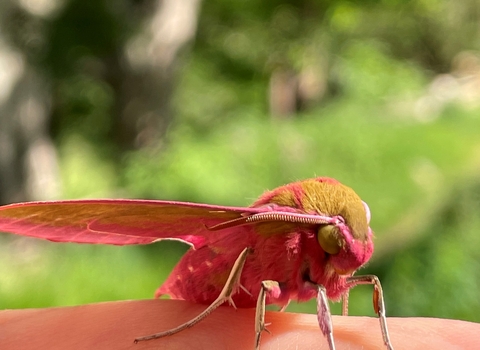 Large elephant hawkmoth