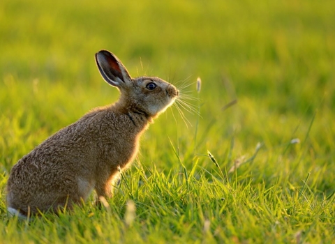 Hare in field 