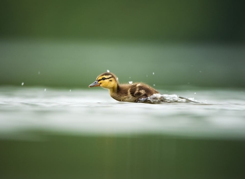 Duckling 