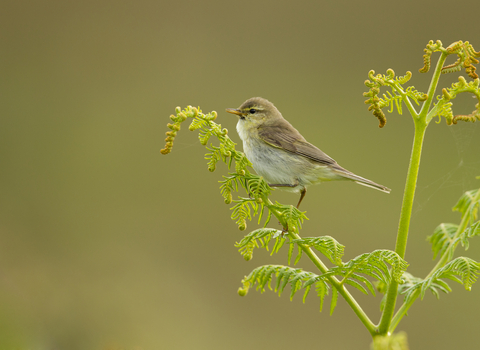 A willow warbler perched on the end of a green plant