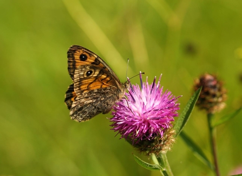 Wall brown butterfly 