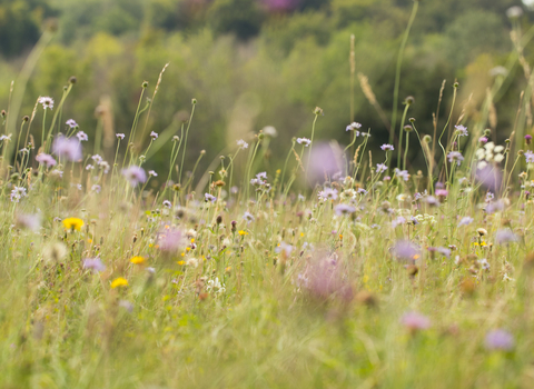 Meadow