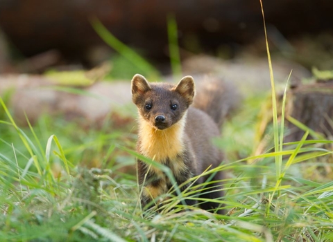 Pine marten