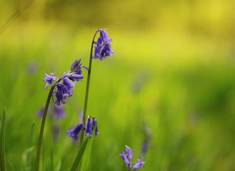 Bluebells