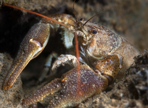 White-clawed Crayfish