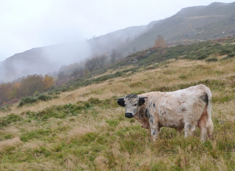Cattle