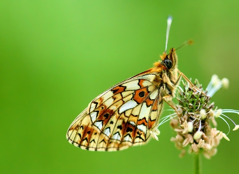 Small pearl-bordered fritillary