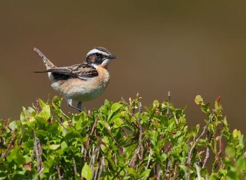 Whinchat on Bilberry