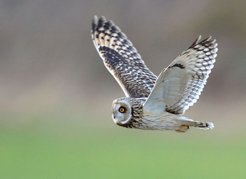 Short eared owl