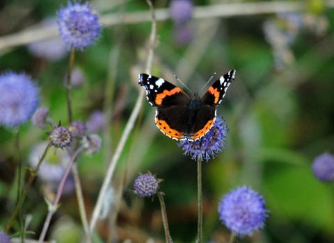 Red Admiral