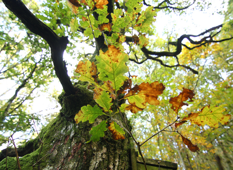 Oak tree