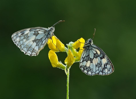 Marbled white butterflies