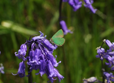 Green hairstreak on bluebell