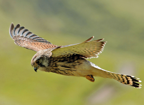 A kestrel hovering above a grassland. It's a fairly small bird of prey, with brown wings and a creamy body with dark streaks down the breast.