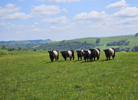 Belted Galloways