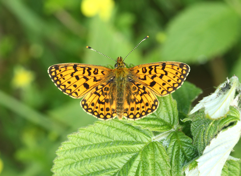 Small pearl-bordered fritillary