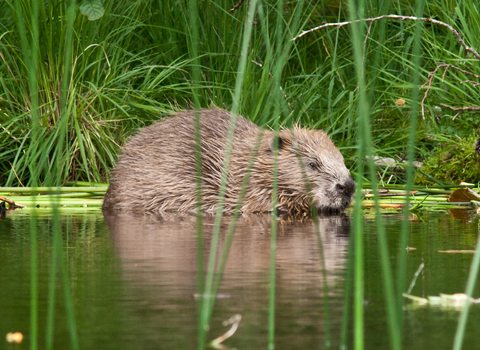 Beaver, Knapdale, Scottish Wildlife Trust (c) Steve Gardner