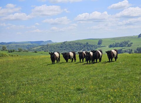 Belted galloway