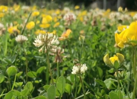 Seed ball lawn flowers - buttercups and clover