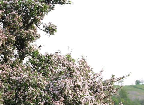 Blossom