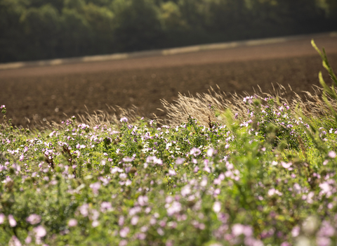 A field margin full of wildflowers on a Jordans farm