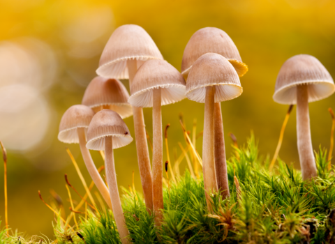 fungi