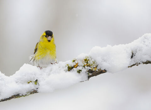 A male siskin perched on a snow covered branch