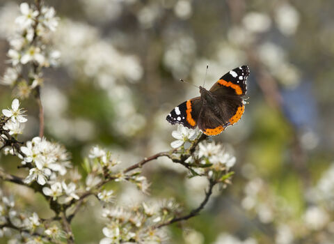 Red admiral on blackthorn blossom