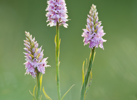 Heath spotted orchid