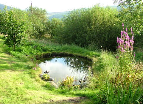 pond
