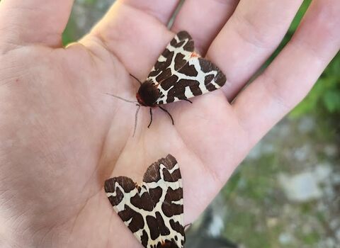 moth