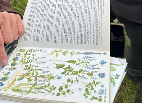Botany ID