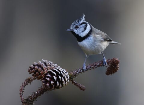 A crested tit perched on a pine twig, beside two pine cones. It's a small bird with a greyish-brown back, paler belly and prominent crest on its head