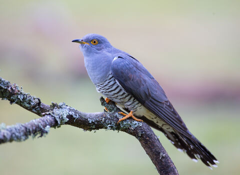 Cuckoo