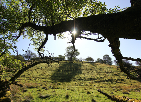 Tylcau trees