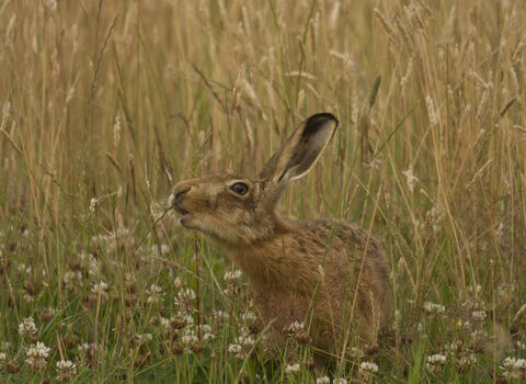 hare