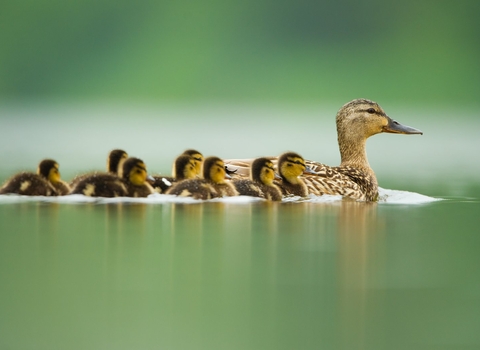 Mallard duckling family