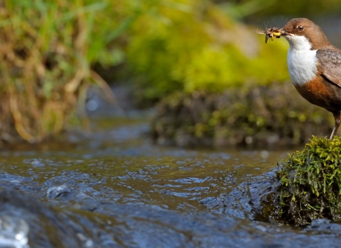 Dipper by Andy Rouse