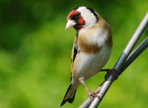 Goldfinch