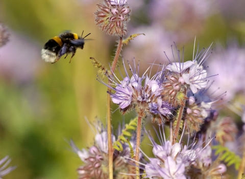 Buff-tailed bumblebee