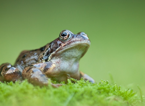 Common frog by Guy Edwards