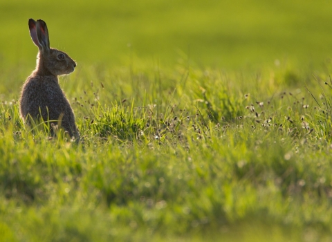 Hare in field